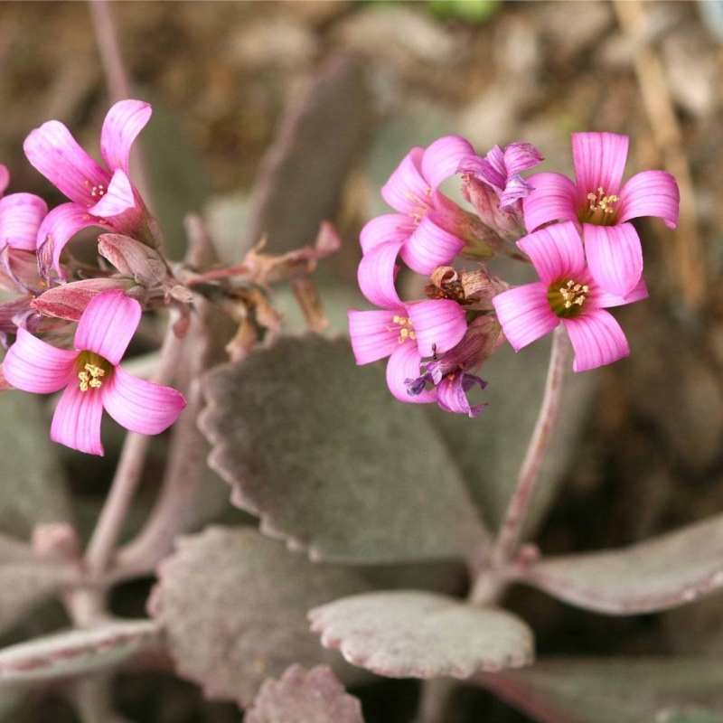 Dwarf Kalanchoe Kalanchoe pumila